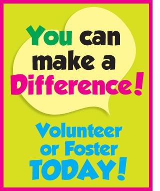 Foster or Volunteer Today!