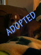 Peanut is Adopted