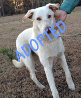 Buckley is Adopted