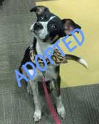 Gabby is Adopted