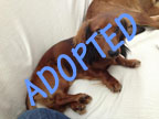 Gage is Adopted