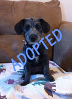 Mavis is Adopted