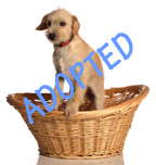 Stanley is Adopted