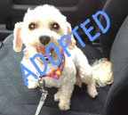 Twinkie is Adopted